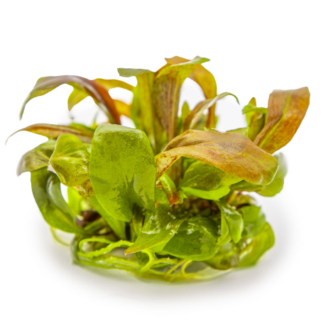 Lysimachia parvifolia 'Red' 1-2-Grow!