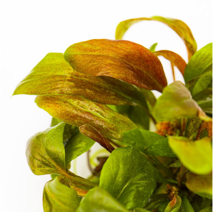 Lysimachia parvifolia 'Red' 1-2-Grow!