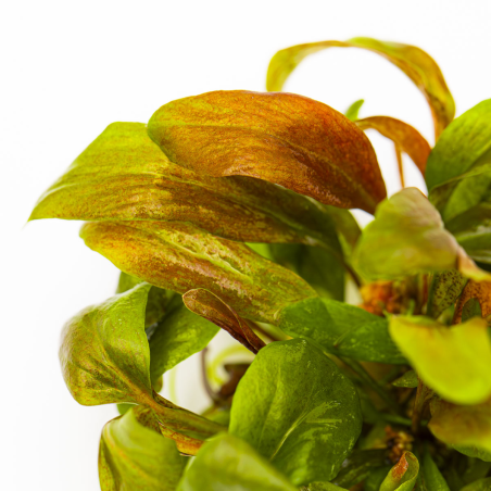 Lysimachia parvifolia 'Red' 1-2-Grow!