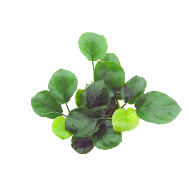 Anubias barteri Coin Leaf en maceta