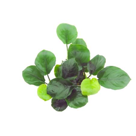 Anubias barteri Coin Leaf en maceta