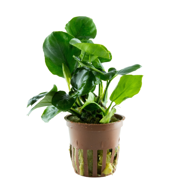 Anubias barteri Coin Leaf en maceta