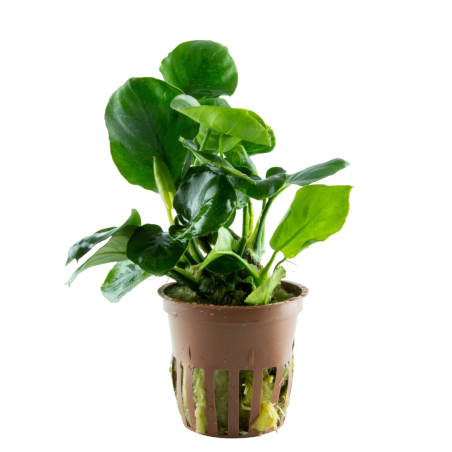Anubias barteri Coin Leaf en maceta