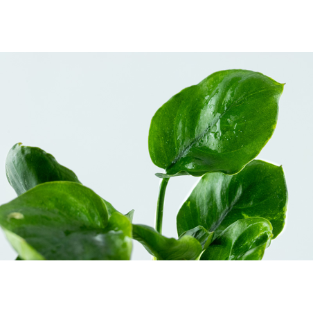 Anubias barteri Coin Leaf en maceta