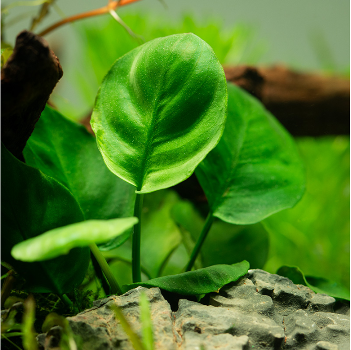 Anubias barteri Coin Leaf en maceta