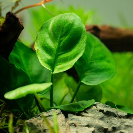 Anubias barteri Coin Leaf en maceta
