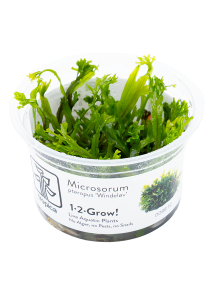 Microsorum pteropus 'Windeløv' 1-2-Grow!