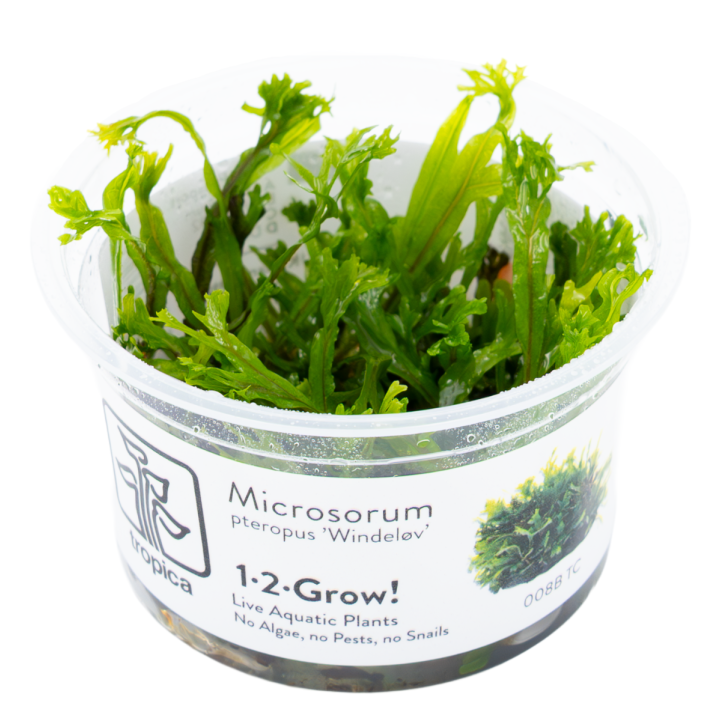 Microsorum pteropus 'Windeløv' 1-2-Grow!