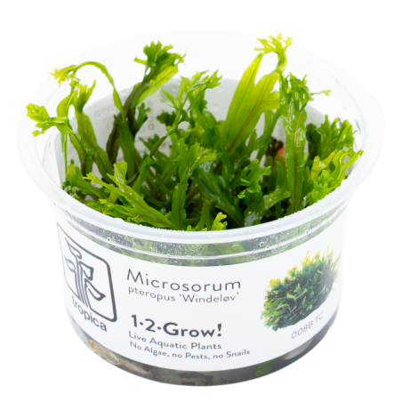 Microsorum pteropus 'Windeløv' 1-2-Grow!