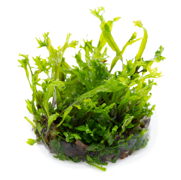 Microsorum pteropus 'Windeløv' 1-2-Grow!