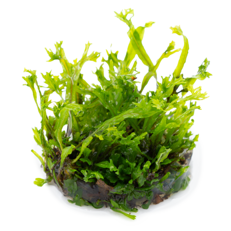 Microsorum pteropus 'Windeløv' 1-2-Grow!