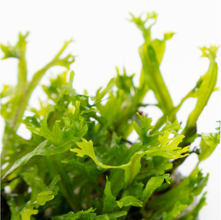 Microsorum pteropus 'Windeløv' 1-2-Grow!