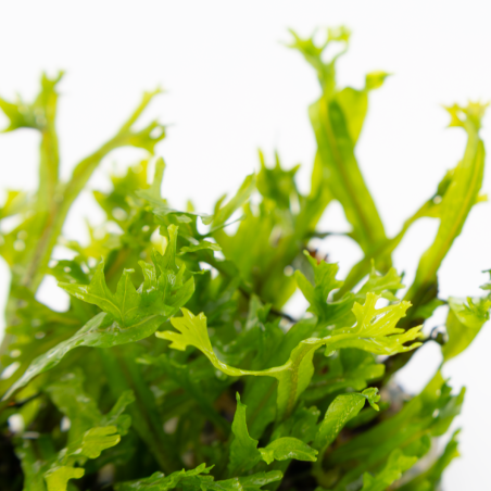 Microsorum pteropus 'Windeløv' 1-2-Grow!