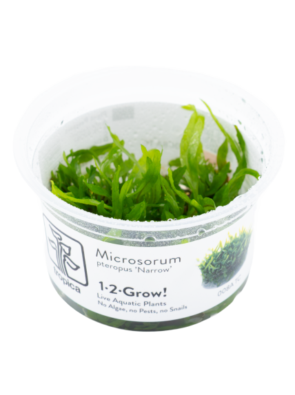 Microsorum pteropus 'Narrow' 1-2-Grow!