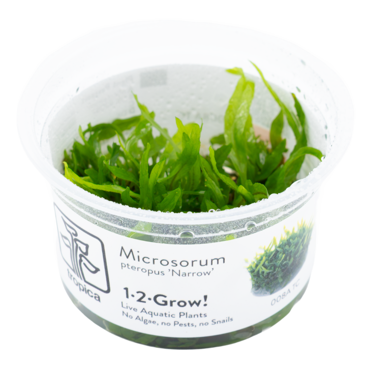 Microsorum pteropus 'Narrow' 1-2-Grow!