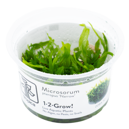 Microsorum pteropus 'Narrow' 1-2-Grow!