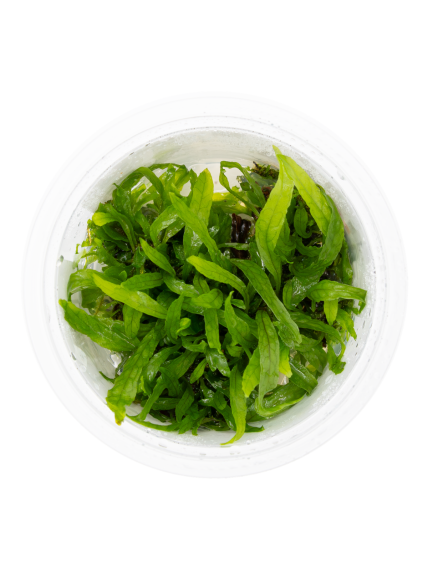 Microsorum pteropus 'Narrow' 1-2-Grow! 2