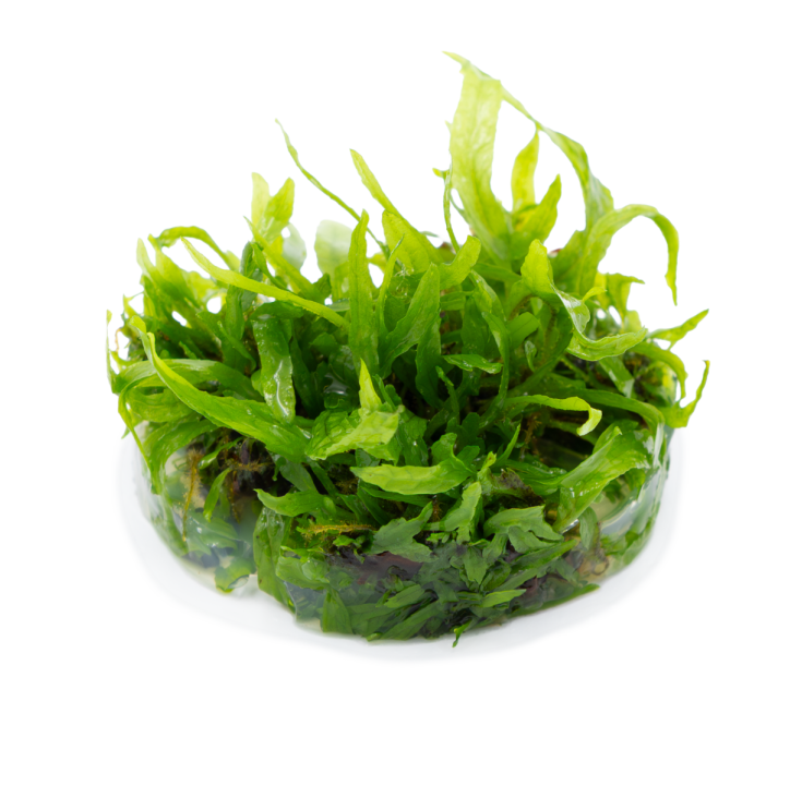 Microsorum pteropus 'Narrow' 1-2-Grow!
