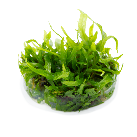 Microsorum pteropus 'Narrow' 1-2-Grow!