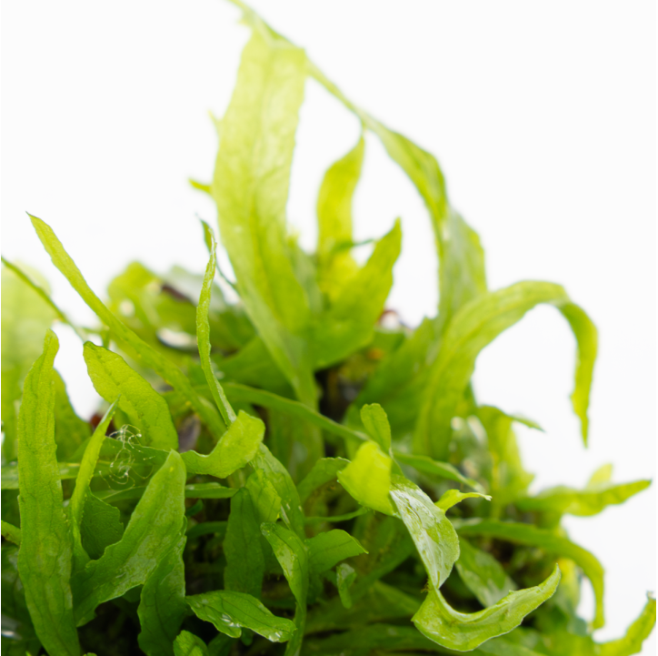 Microsorum pteropus 'Narrow' 1-2-Grow!