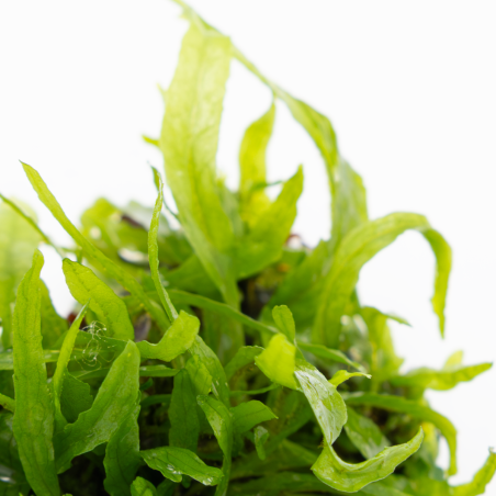 Microsorum pteropus 'Narrow' 1-2-Grow!