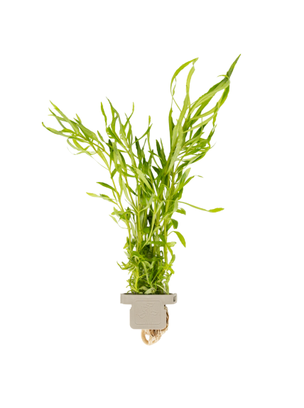 Pogostemon quadrifolius - CLIP