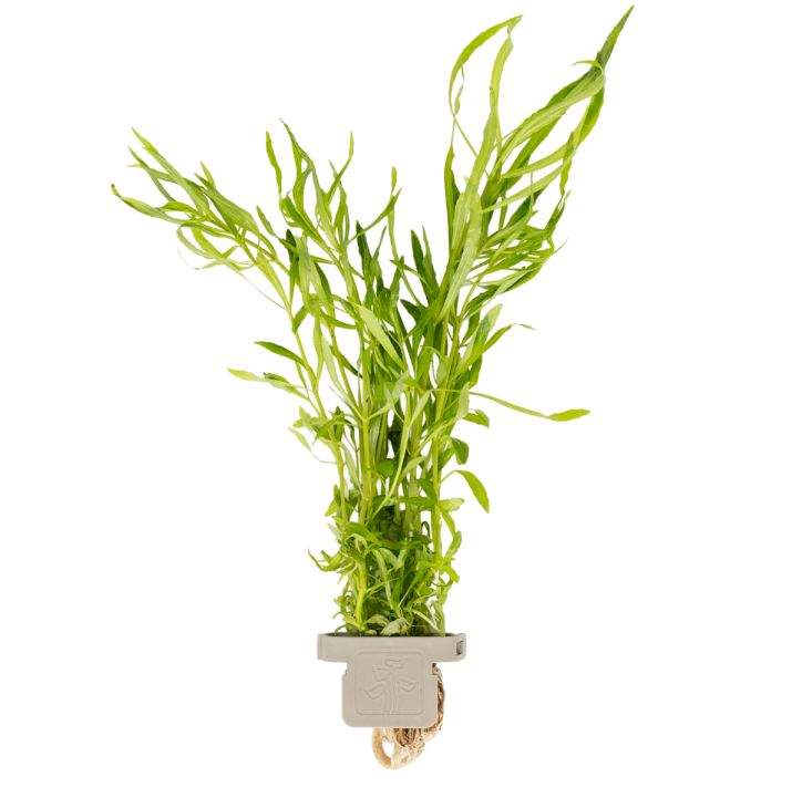 Pogostemon quadrifolius - CLIP