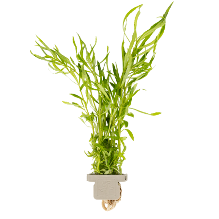 Pogostemon quadrifolius - CLIP