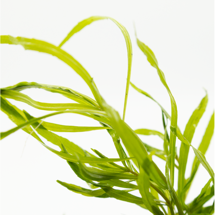 Pogostemon quadrifolius - CLIP