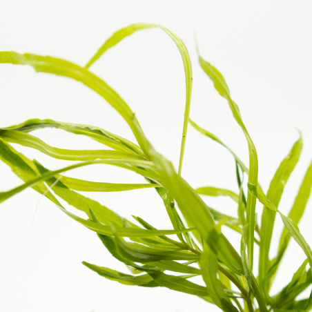 Pogostemon quadrifolius - CLIP