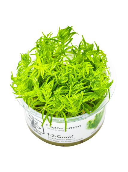 Pogostemon deccanensis (Antiguamente Pogostemon erectus) 1-2-Grow!