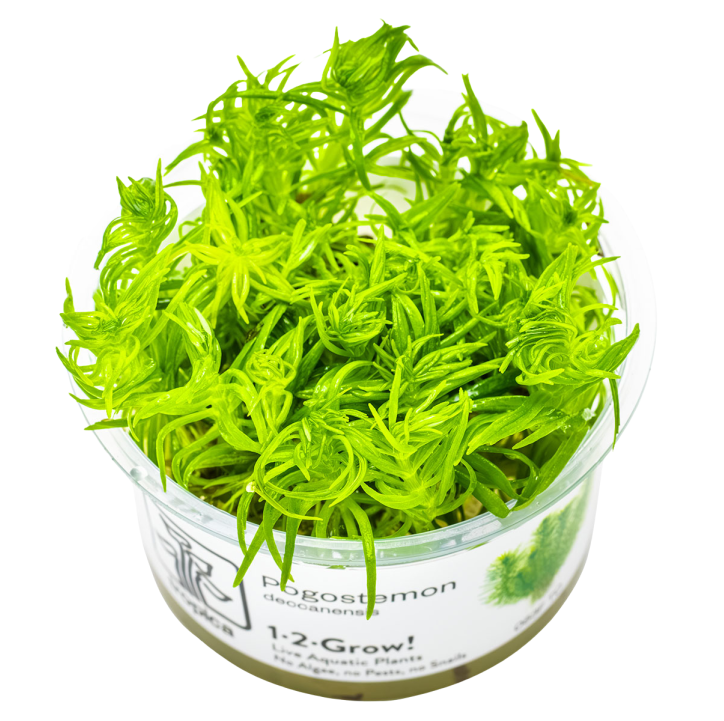 Pogostemon deccanensis (Antiguamente Pogostemon erectus) 1-2-Grow!