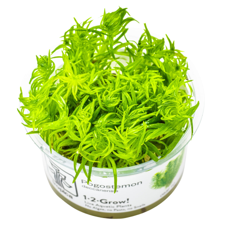 Pogostemon deccanensis (Antiguamente Pogostemon erectus) 1-2-Grow!