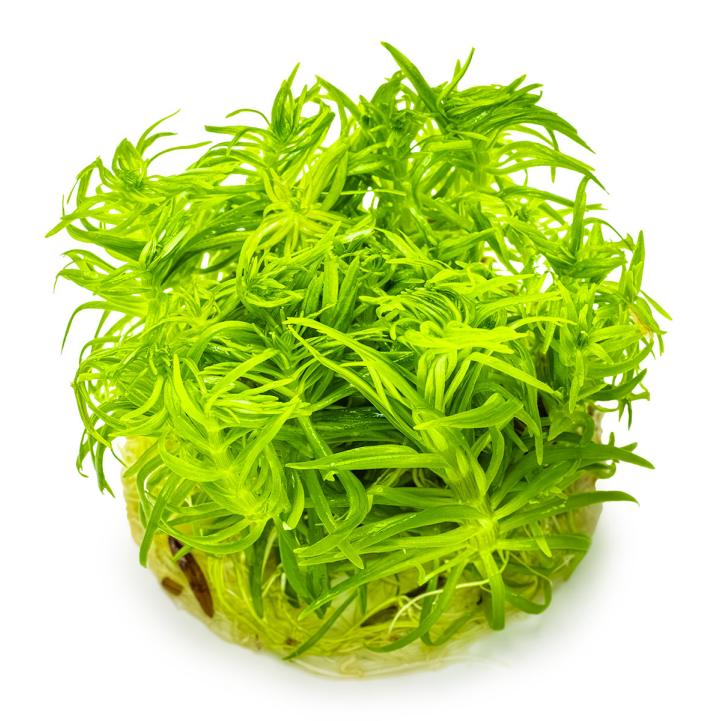 Pogostemon deccanensis (Antiguamente Pogostemon erectus) 1-2-Grow!