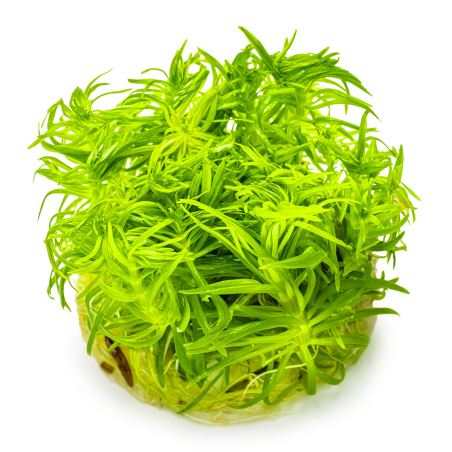 Pogostemon deccanensis (Antiguamente Pogostemon erectus) 1-2-Grow!