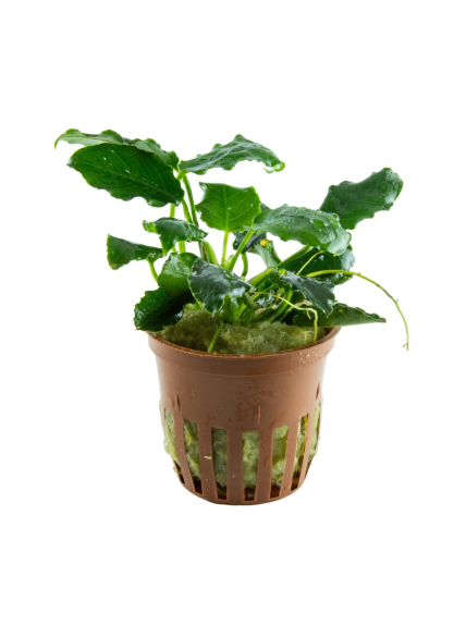 Anubias barteri var. nana KIRIN en maceta