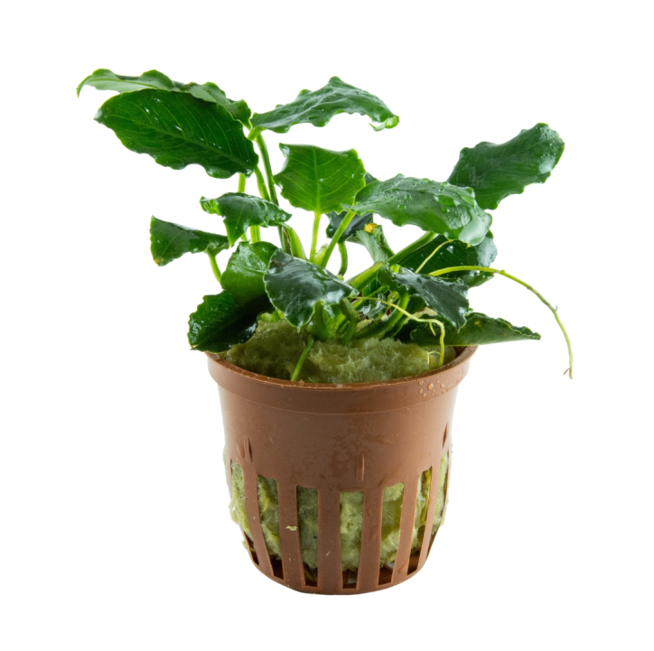 Anubias barteri var. nana KIRIN en maceta