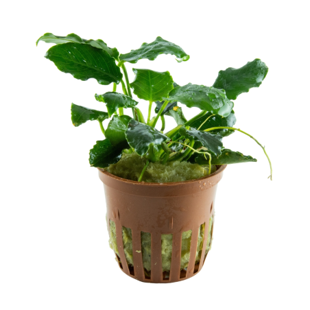 Anubias barteri var. nana KIRIN en maceta