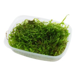 Taxiphyllum barbieri 'Bogor Moss' (Antiguo Java Moss) - Envase porción