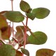 Ludwigia palustris en maceta