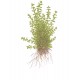 Hemianthus micranthemoides 1-2-Grow!