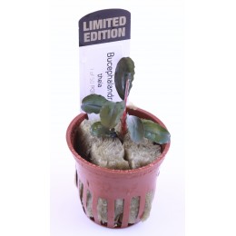 Bucephalandra theia en maceta Limited Edition
