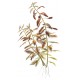 Proserpinaca palustris 'Cuba' 1-2-Grow!