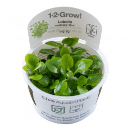 Lobelia cardinalis 'Mini' 1-2-Grow!